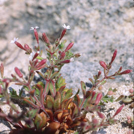 "Silene gallica"