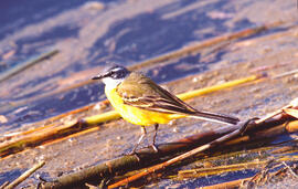 Xàtxero groc ("Motacilla flava")