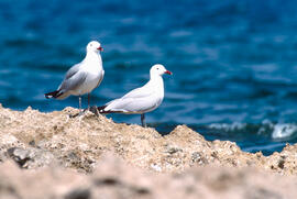 Gavines ("Larus michahellis")