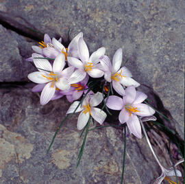 Safrà ("Crocus sativus")