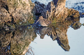 Cegall ("Gallinago gallinago")