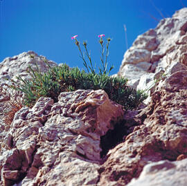 Clavell ("Dianthus rupicola")