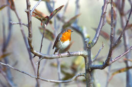 Rupit ("Erithacus rubecula")
