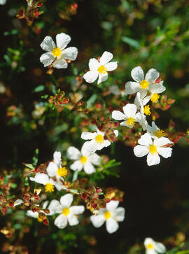 Estepa llimonenca ("Cistus monspeliensis")