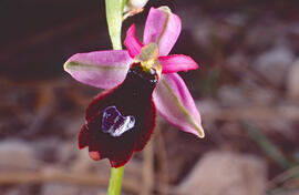 Orquídia ("Ophrys balearica")