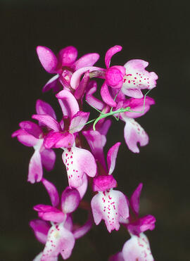 Orquídia ("Orchis mascula")
