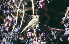 Ull de bou ("Phylloscopus collybita")