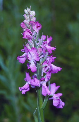 Orquídia ("Orchis mascula")