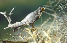 Falcó ("Falco peregrinus")