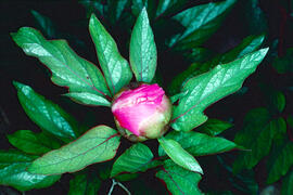 Peònia ("Paeonia cambessedesii")