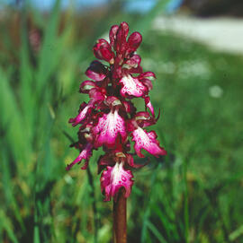 Botons de ca ("Orchis purpurea")