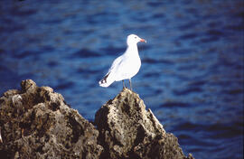 Gavina ("Larus michahellis")
