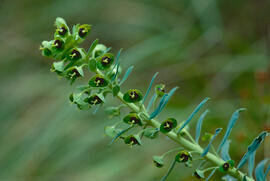 Lletrera visquera ("Euphorbia characias")