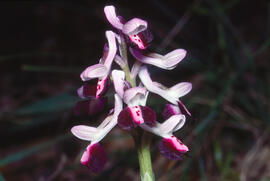 Orquídia ("Orchis mascula")