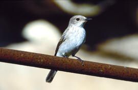 Picamosques ("Muscicapa striata")