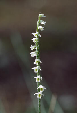 Orquídia de tardor ("Spiranthes spiralis")