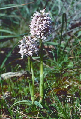 Orquídia ("Neotinea tridentata")