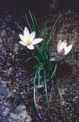 Safrà bord ("Crocus biflorus")