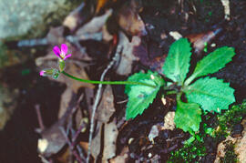 Agulletes ("Erodium malacoides")