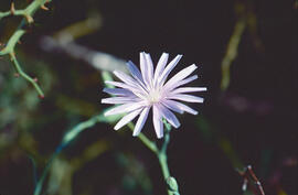 "Lactuca tenerrima"
