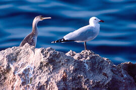 Gavina roja ("Larus audouinii") i Corb marí ("Phalacrocorax aristotelis")