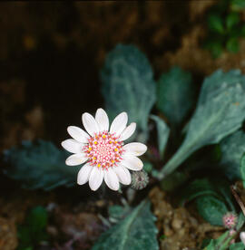 Margalideta de la mar ("Senecio rodriguezii")