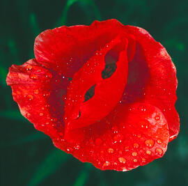 Rosella ("Papaver dubium")