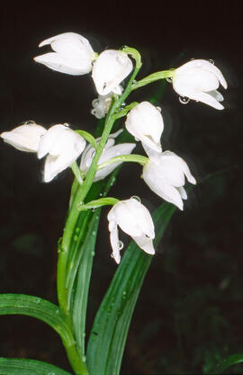 Curraià blanc ("Cephalanthera longifolia")