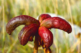 Safrà bord ("Crocus cambessedesii")