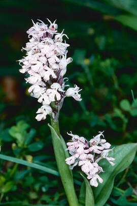 Orquídia ("Neotinea tridentata")