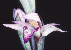 Clavell violaci ("Limodorum abortivum")