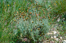 Herba santa ("Phagnalon sordidum")
