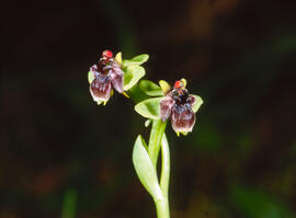 Mosca vermella ("Ophrys tenthredinifera")