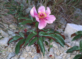 Peònia ("Paeonia mascula")