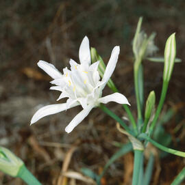 Lliri de mar ("Pancratium maritimum")