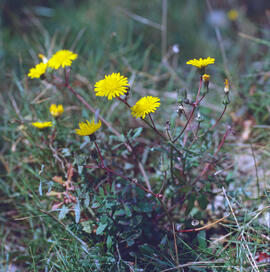 "Crepis sancta"