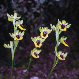 Abellera groga ("Ophrys lutea")