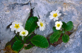 Primavera blanca ("Primula vulgaris")