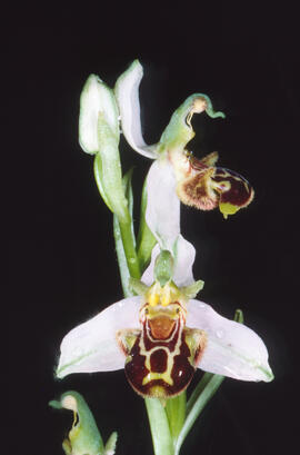 Orquídia abella ("Ophrys apifera")