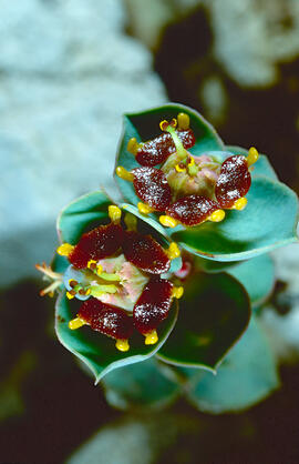 Floreta de pastor ("Euphorbia rigida")