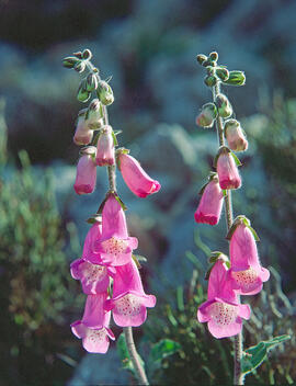 Dedalera ("Digitalis purpurea")