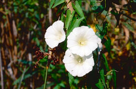 Campaneta ("Convolvulus arvensis")