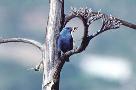 Pàssera ("Monticola solitarius")