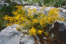Gatosa ("Genista scorpius")