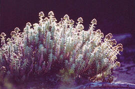 "Euphorbia pithyusa"