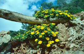 Gravit marí ("Pallenis maritima")