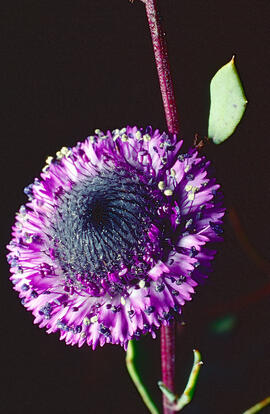 Senet de pobre ("Globularia vulgaris")