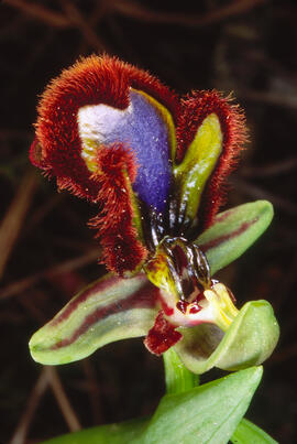 Abellera de mirall ("Ophrys speculum")