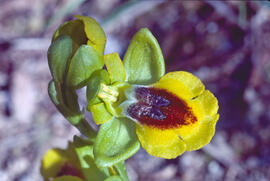 Abellera groga ("Ophrys lutea")