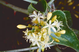 Arítjol ("Smilax aspera")